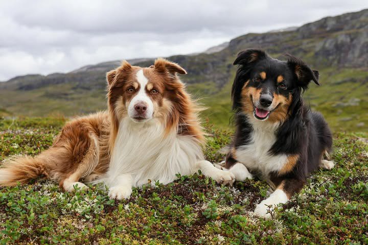 Our lifetime commitment to every Heritage Hill Aussie